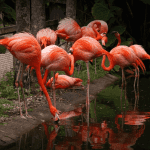 Flamingo Gardens & Everglades Wildlife Sanctuary