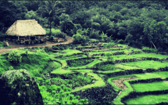 The Kid On The Go - Kampong, National Tropical Botanical Garden