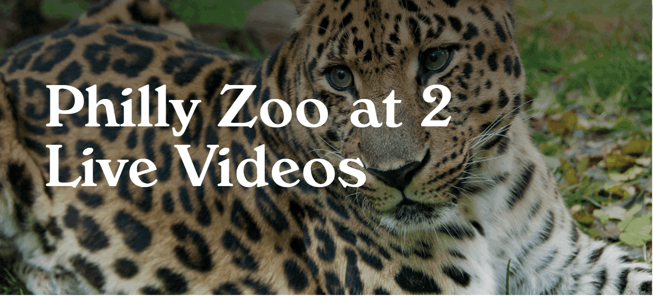 Philly Zoo at 2 on Facebook Live