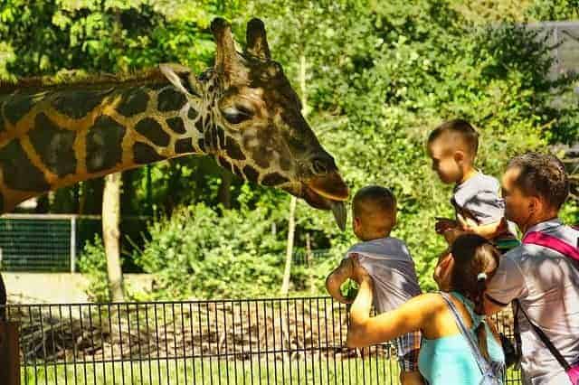 Family at the Zoo