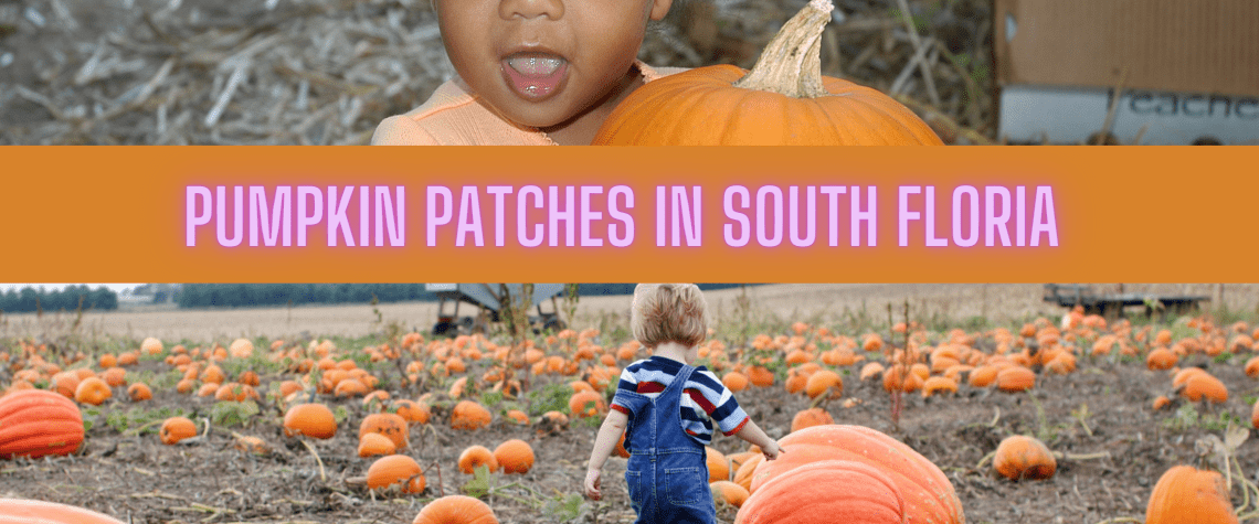 Pumpkin Patches in South Florida