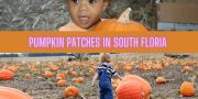 Pumpkin Patches in South Florida