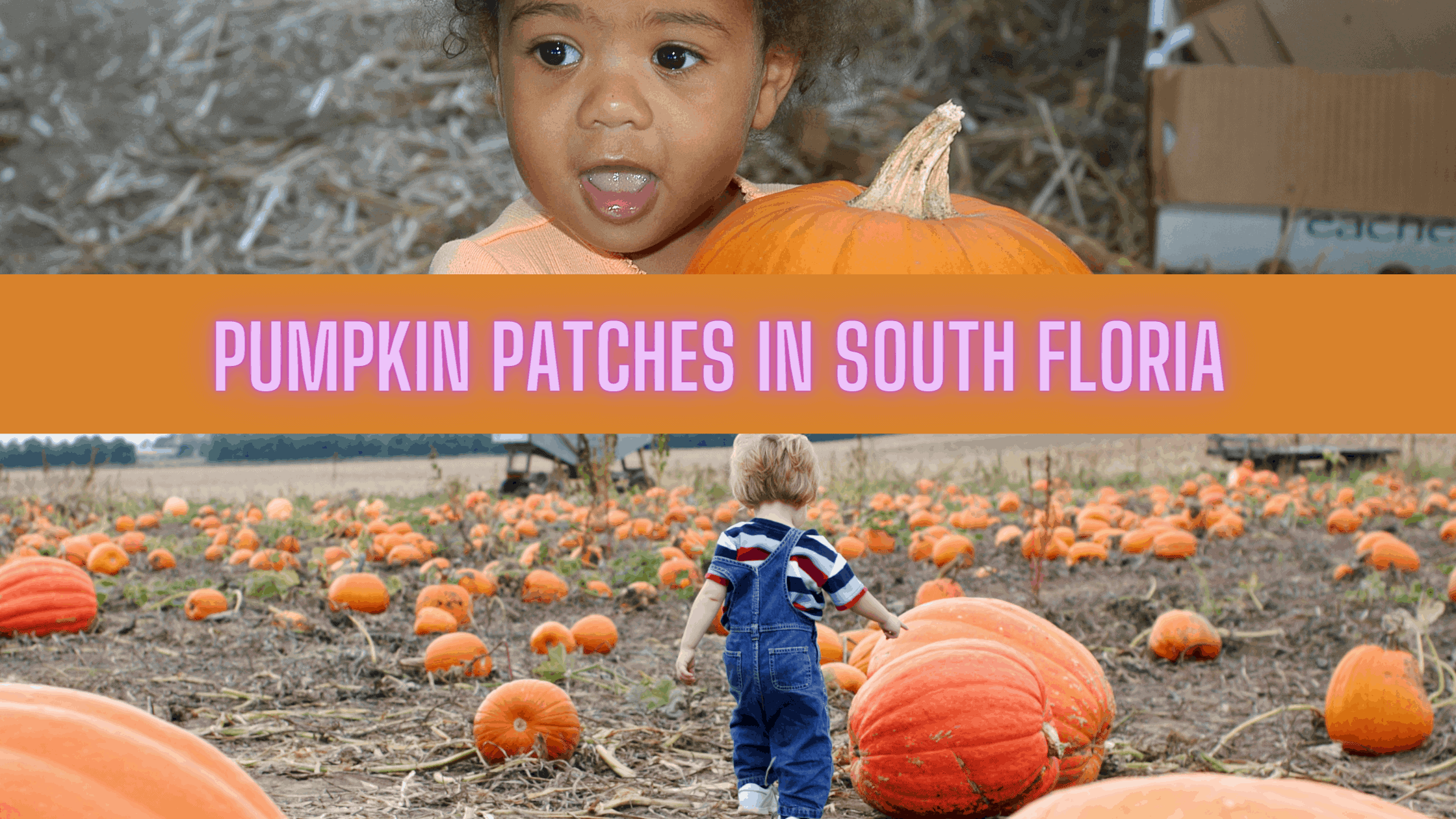 Pumpkin Patches in South Florida