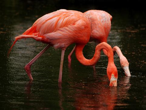 Flamingo Garden - flamingos