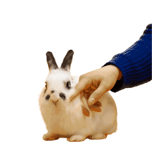 Kid Practice Touching Bunny Rabbit.