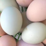 The Little Farm - Easter Egg Hunt
