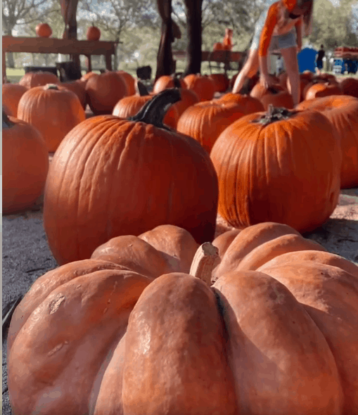 Family Farms - Fall - Pumpkin Season - 2021-2