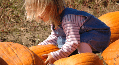 Girl Picking a Pumpkin