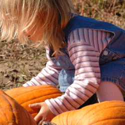 Girl Picking a Pumpkin