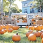 Rosemary Square - Pumpkin Patch