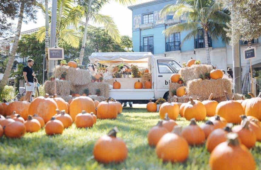 Rosemary Square - Pumpkin Patch