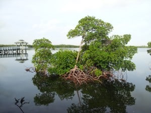Anne Kolb Nature Center - Fathers Day Mangrove Stroll