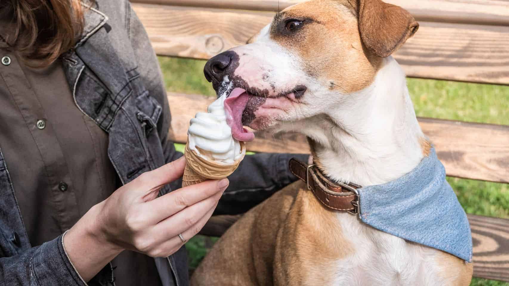 Fathers Day Ice Cream Party Pet Supplies Plus Coconut Creek