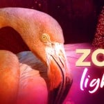 Zoo Miami - Zoo Lights - 2022